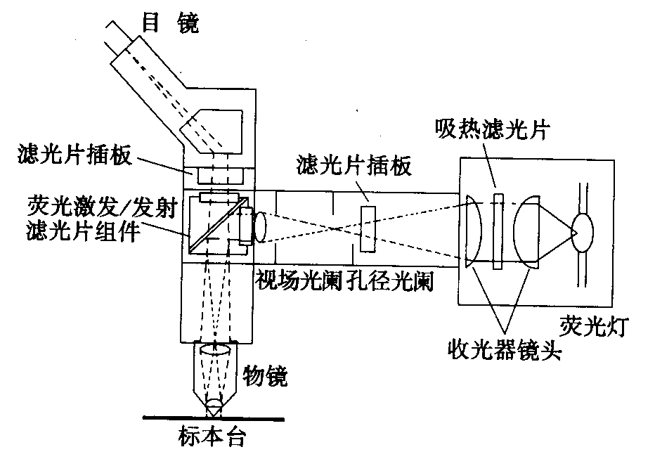 熒光顯微鏡原理圖，激發(fā)濾板和壓制濾色系統(tǒng)