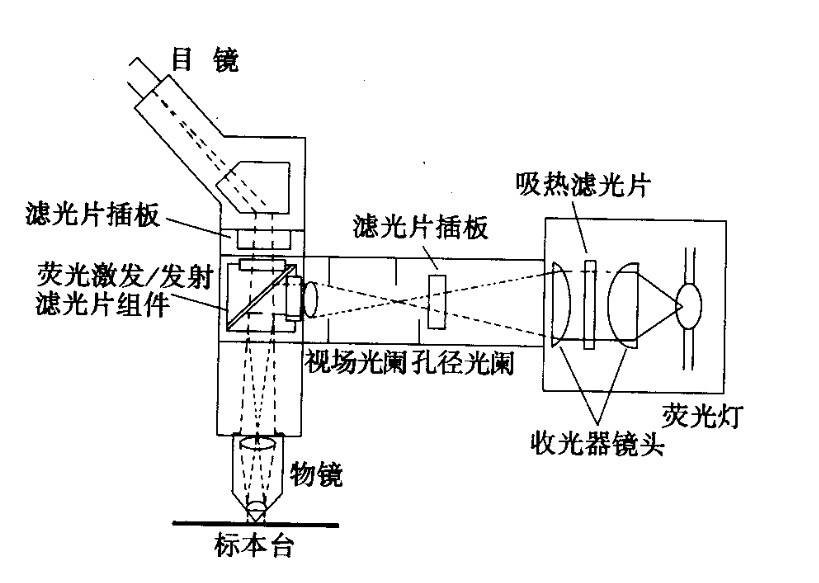 熒光顯微鏡光學(xué)原理